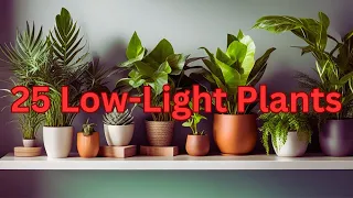 No Sun, No Problem: 25 Houseplants for Low Light Conditions