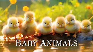 Cutest Baby Animals - The Magical World Of Cute Young Animals With Relaxing Music