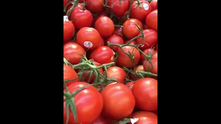 tomato (10) ٹماٹر