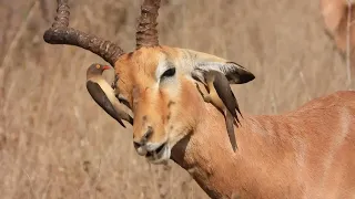 Day 13 - Grooming services provided by Oxpeckers on tick-invested animals