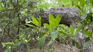 native trail marker tree leads to cav…