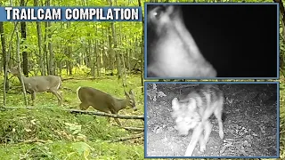 2 Weeks on a Game Trail in the U.P.(Deer, Wolves, Bears, Owl) | Browning Patriot