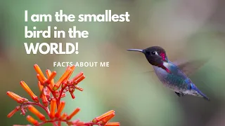 Facts About Hummingbirds | The Smallest Bird in the World | Hummingbirds- What To Know |