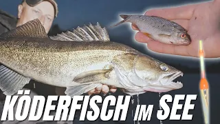 Mit Köderfisch am See | Ansitzangeln  auf Zander