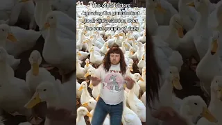 Ducks in heaven #shorts #funnyvideos