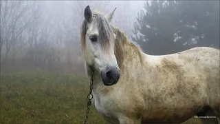 Horses in white fog. Desire for freedom. Cinematic video