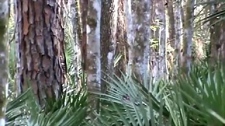 Skunk Ape attempts to hide from me