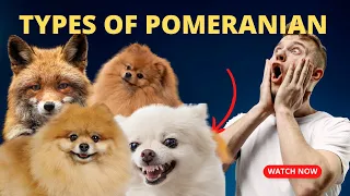 Discover 5 Types of Pomeranian Dogs: Which is Right for You?