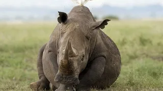 Kenya: After a successful relocation, 21 black rhinos start journey to a new home