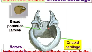 Anatomy of Larynx