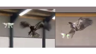 Eagles Trained to Take Down Drones