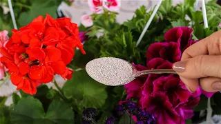 This will make your flowers bloom like crazy