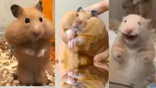 Funny Hamster Videos Compilation #1 | Funny and Cute Moment of the Animals