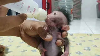 Newborn Chiki Learn to walk & drinking milk