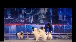 Americas Got Talent: The Olate Dogs! Labradoodles Dog Tricks