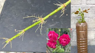 I did this with rose branches and the unexpected happened | Rose cuttings