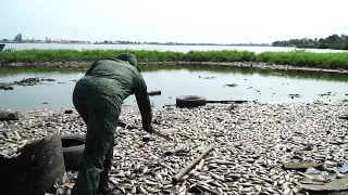 Poissons morts dans la baie de Biétrty : le plan d'eau lagunaire en danger? (Grande enquête)