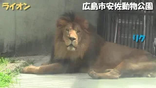 広島市安佐動物公園のライオンたち