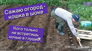 Сажаю огород - кошка в шоке. Кого только не встретишь ночью в глуши!?.