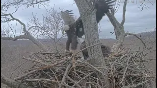 Dulles Greenway Eagle Cam: A Young Visitor