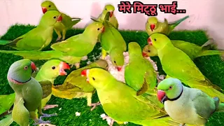 Parrot Natural Sounds Compilation | Parrot Sounds  |Baby Parrot Sound| Tanishu Singh|@ParroTube