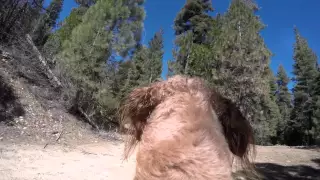Goldendoodle Squirrel Search
