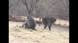 Bad Day for a Baboon, 2018