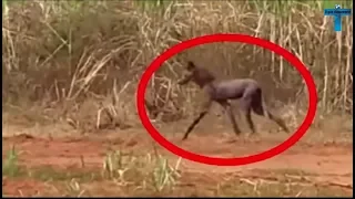 Top 10 Scary & Creepy Things Caught On Camera In The Woods