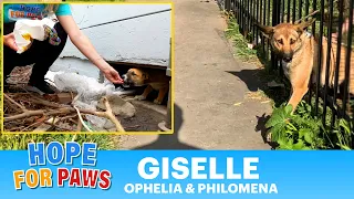 Homeless German Shepherd mother screams for help 🥺