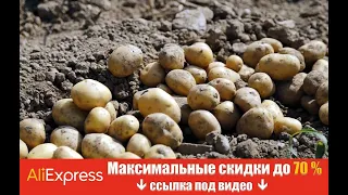 Что можно и чего нельзя сажать после картофеля: запомните эти растения.