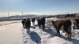 Пригнали бычков с пастбища