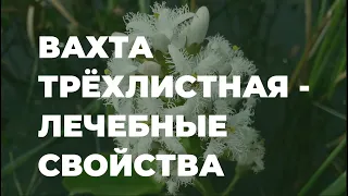 Вахта трёхлистная - лечебные свойства и противопоказания / Захар Травник