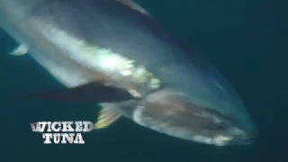 WICKED TUNA - Premieres March 12 with Captain TJ