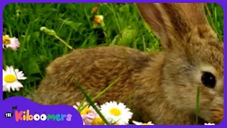 Little Bunny Foo Foo - The Kiboomers Preschool Songs & Nursery Rhymes