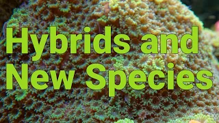 How Hybrid Fish and Corals can Create New Species