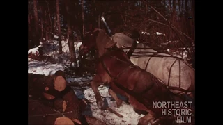 Hauling logs with horses and oxen at Naples, Maine in 1939