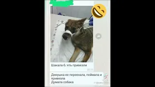 Шок!!! Женщина нашла волка, и полумала что пёс))))) #shorts #2022 #funny