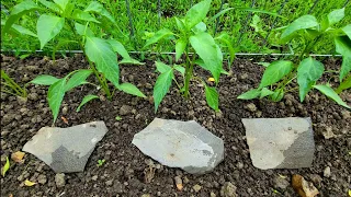 De ce se pun pietre prin gradina de legume!