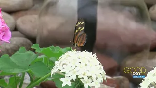 Butterfly House to open, bringing the beauty of nature to you | Good Day on WTOL 11