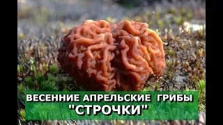 🍄Строчки ошибочно называю Сморчками.💥Апрельские грибы "Строчок гигантский".🍄Грибы Подмосковья.