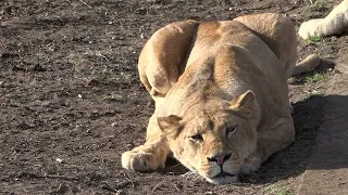 Львы радуются утреннему солнышку и львиная перекличка!)☀️🦁🦁🦁❤️