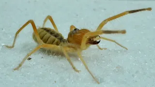 Camel spiders prey on grasshoppers,Camel Spider feeding 骆驼蜘蛛捕食蚂蚱