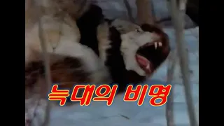 Ep.111 늑대, 퓨마를 발라버리는 울버린 대결!!, 깡다구 울버린 Wolverine who stole wolf food