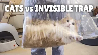 Cats vs Invisible Trap | Kittisaurus