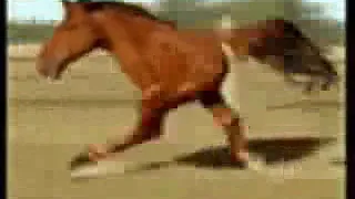 10 часов Лошадь на двух ногах -  10 hours Retarded Running Horse