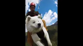 Dog paragliding.