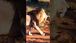 Lion Sound 🦁 | Lion Roaring ( Roar sound ) LION #shorts