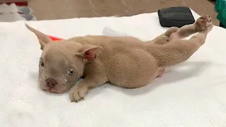 Deformed puppy abandoned by his breeder, wishes he can walk once in his short life