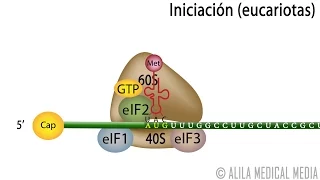 Traducción Eucariota – Síntesis de Proteínas. Alila Medical Media Español.