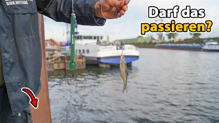 Zanderangeln mit Köderfisch am Kanal (handfester Skandal)